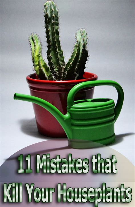 mistakes that kill house plants